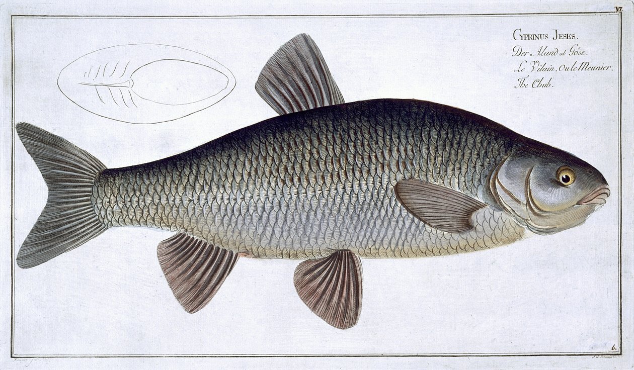 صفيحة الشوب (Cyprinus Jeses) اللوحة السادسة من "علم الأسماك ، أو التاريخ الطبيعي العام والخاص للأسماك" ، بقلم ماركوس إليسر بلوخ (1723-1997) ، منقوش بواسطة غابرييل بودنهر (1673-1766) ، تم النشر ج بواسطة أندرو لودفيج كروجر