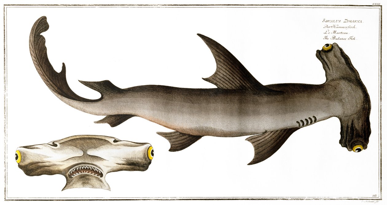 قرش المطرقة (Fish Balance) ، نشر من قبل Black ، c.1790 (طباعة) بواسطة أندرو لودفيج كروجر