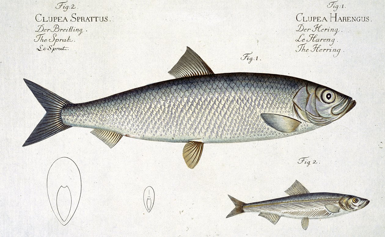 لوحة الرنجة (Clupea Harengus) (الشكل 1) و Sprat (Clupea Sprattus) XXIX من "Ichthyologie، ou histoire naturelle generale et particuliere des poissons" ، بقلم ماركوس إليسر بلوخ (1723-1999) ، محفورة بواسطة أندرو لودفيج كروجر