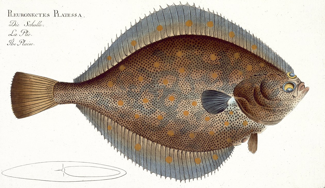 لوحة Plaice (Pleuronectes Platessa) رقم XLII من "علم الأسماك ، أو التاريخ الطبيعي العام والخاص للأسماك" ، بقلم ماركوس إليسر بلوخ (1723-1997) ، تم نشره عام 1785-99 بواسطة أندرو لودفيج كروجر