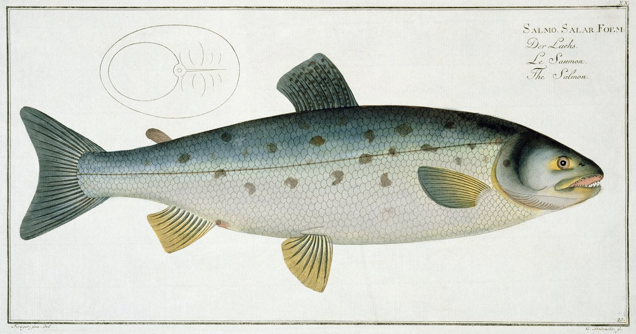 صفيحة السلمون (Salmo Salar) XX من "علم الأسماك ، أو التاريخ الطبيعي العام والخاص للأسماك" ، بقلم ماركوس إليسر بلوخ (1723-1997) ، منقوش بواسطة غابرييل بودنهر (1673-1766) ، تم النشر ج بواسطة أندرو لودفيج كروجر