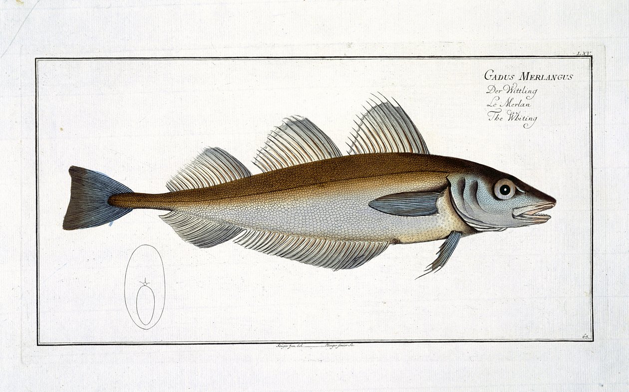 صفيحة البياض (Gadus Merlangus) LXV من "علم الأسماك ، أو التاريخ الطبيعي العام والخاص للأسماك" ، بقلم ماركوس إليسر بلوخ (1723-1997) ، تم نشره في عام 1785-995 بواسطة أندرو لودفيج كروجر