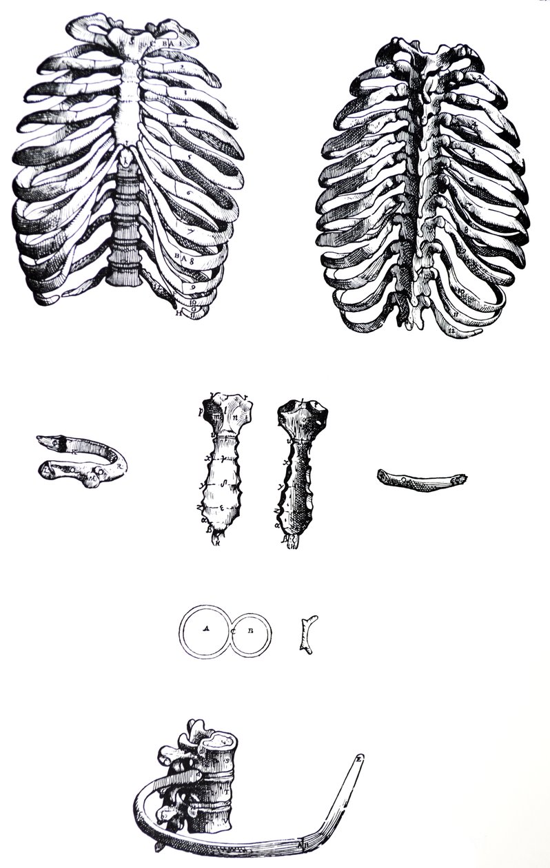لوحات من الكتاب الأول من De Humani Corporis Fabrica بواسطة أندرو فيزاليوس