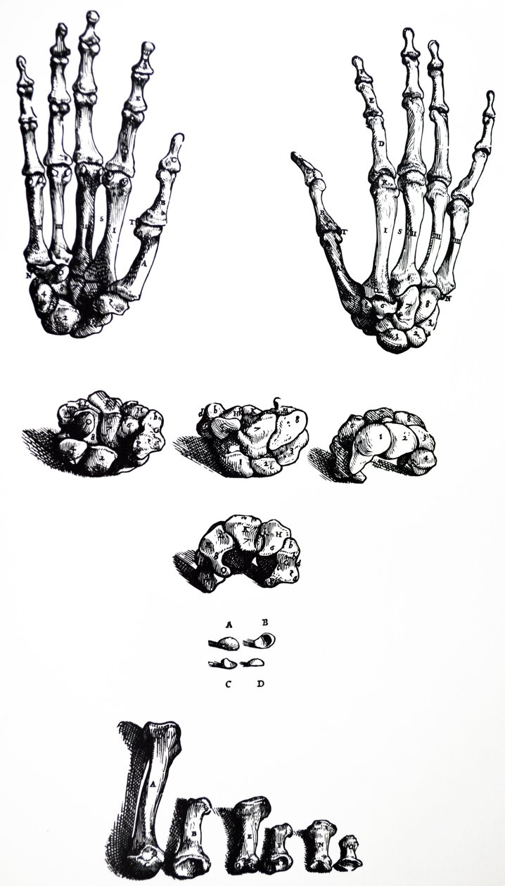 لوحات من الكتاب الأول من De Humani Corporis Fabrica بواسطة أندرو فيزاليوس