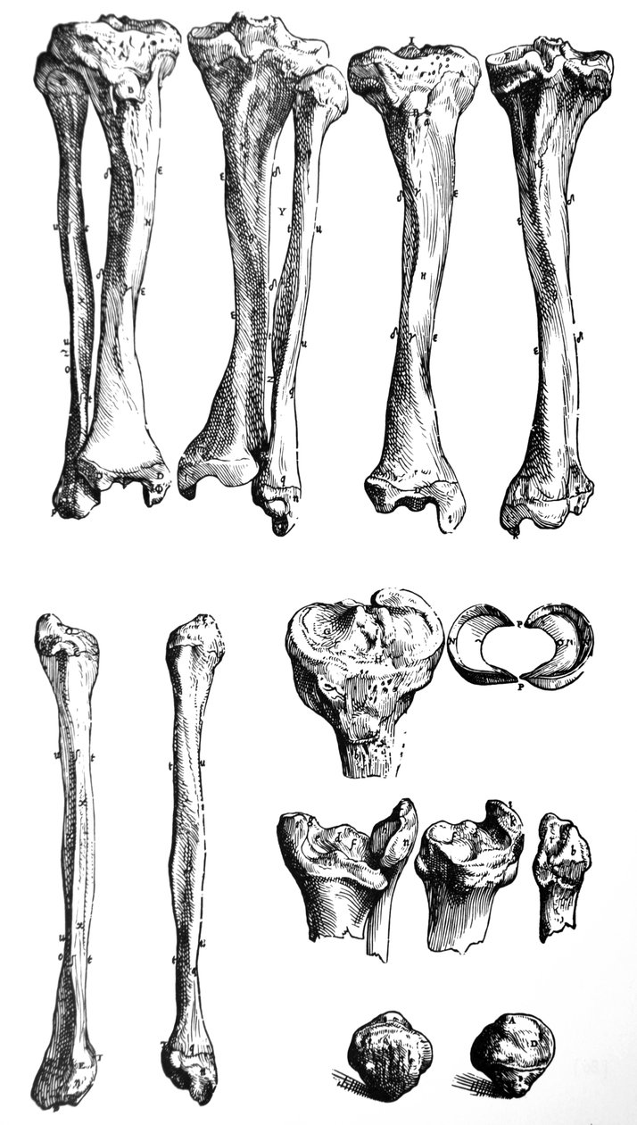 لوحات من الكتاب الأول من De Humani Corporis Fabrica بواسطة أندرو فيزاليوس