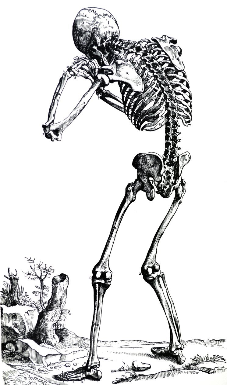 لوحات من الكتاب الأول من De Humani Corporis Fabrica بواسطة أندرو فيزاليوس