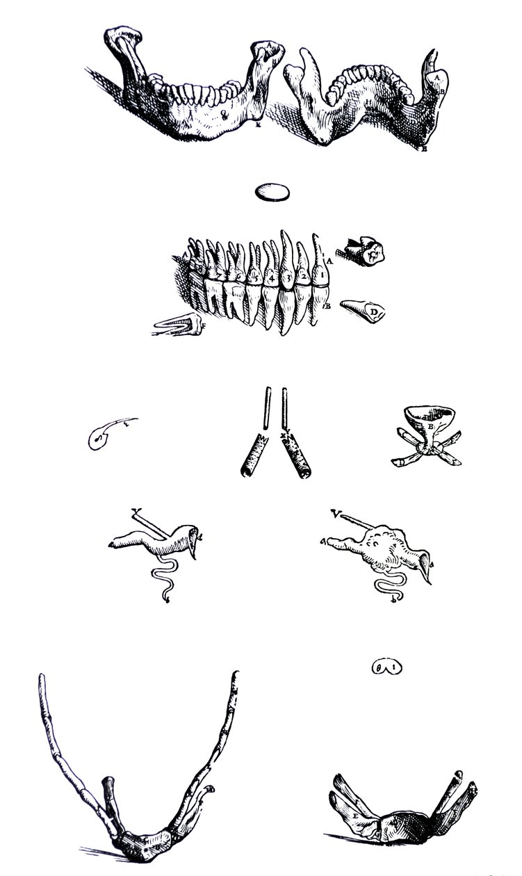 لوحات من الكتاب الأول من De Humani Corporis Fabrica بواسطة أندرو فيزاليوس