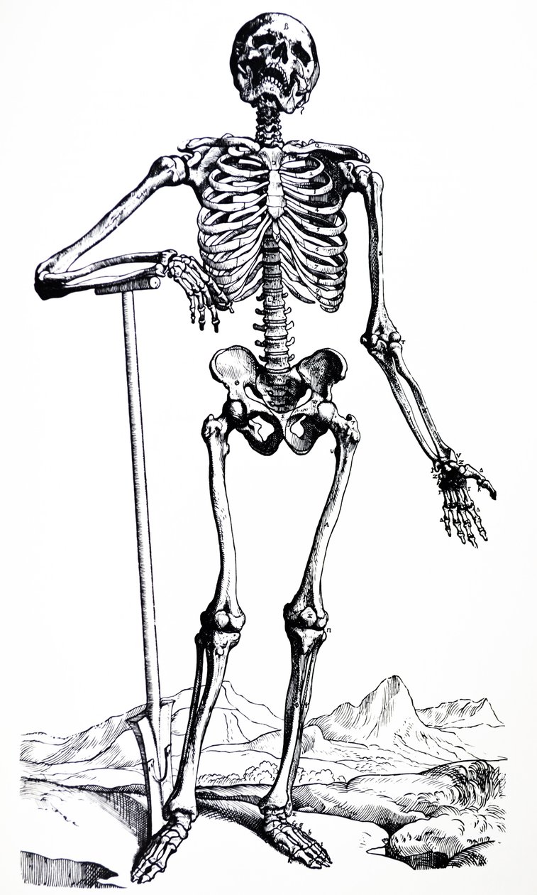 لوحات من الكتاب الأول من De Humani Corporis Fabrica بواسطة أندرو فيزاليوس