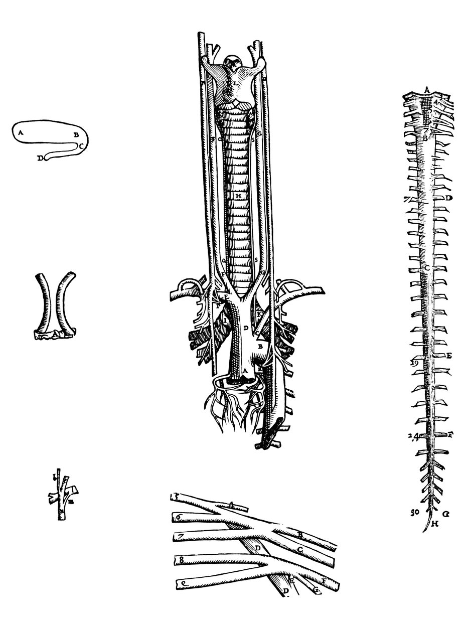 لوحات من الكتاب الرابع لـ De Humani Corporis Fabrica بواسطة أندرو فيزاليوس