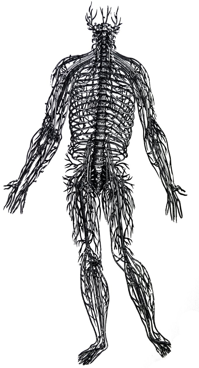 لوحات من الكتاب الرابع لـ De Humani Corporis Fabrica بواسطة أندرو فيزاليوس