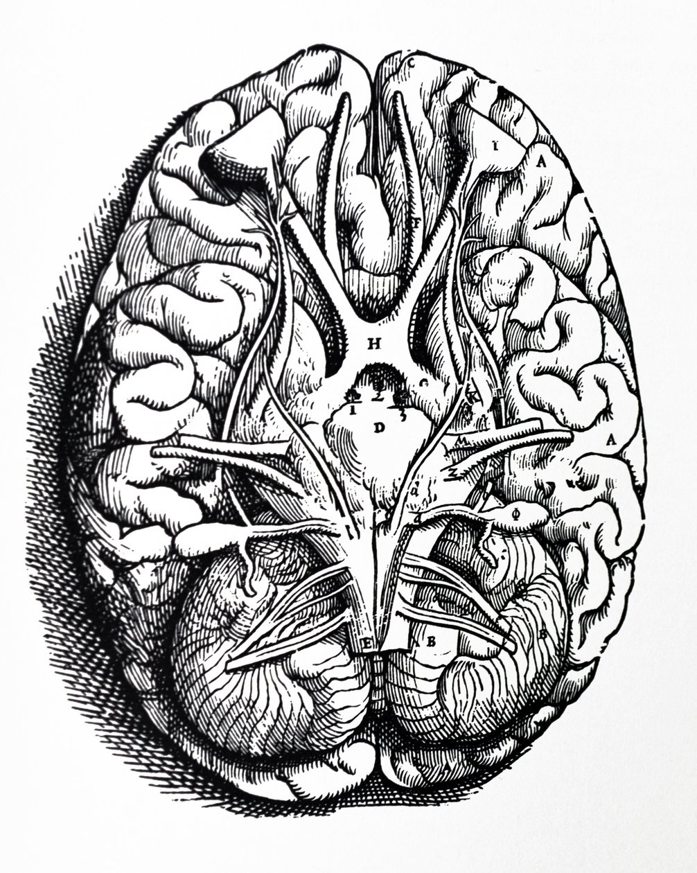 لوحات من الكتاب الرابع لـ De Humani Corporis Fabrica بواسطة أندرو فيزاليوس