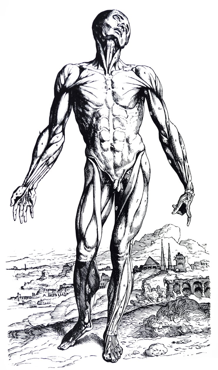 لوحات من الكتاب الثاني من De Humani Corporis Fabrica بواسطة أندرو فيزاليوس