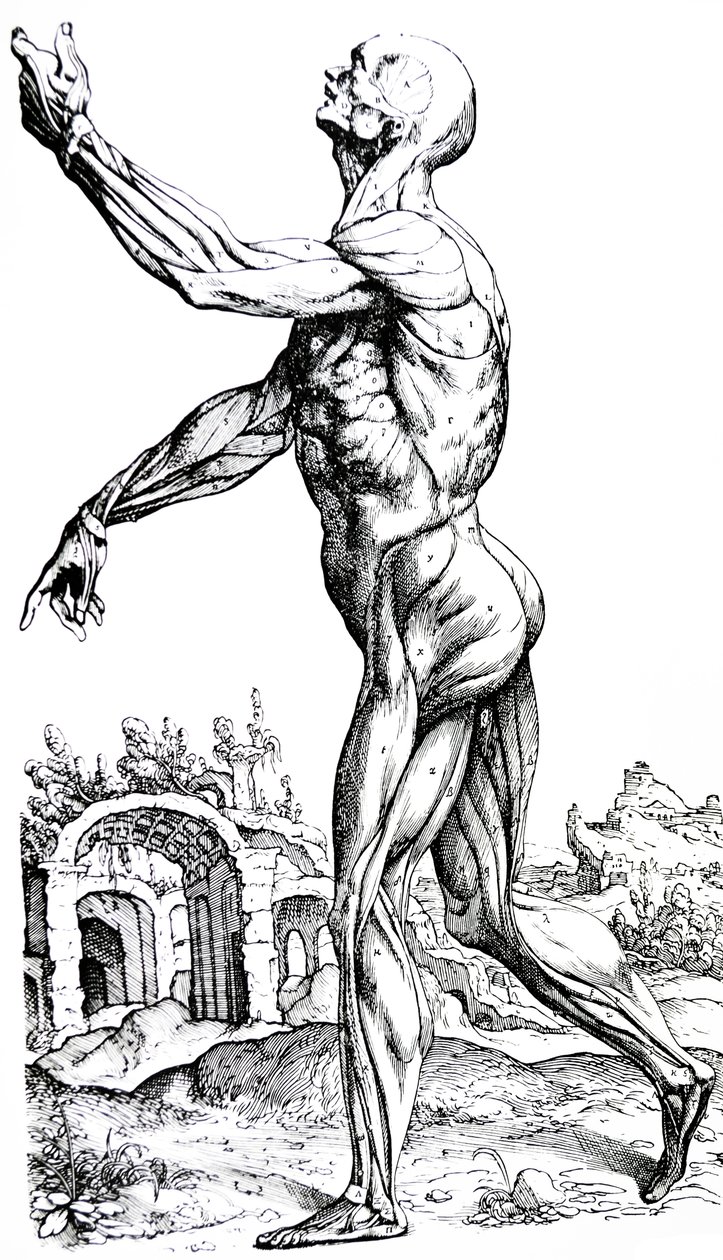 لوحات من الكتاب الثاني من De Humani Corporis Fabrica بواسطة أندرو فيزاليوس