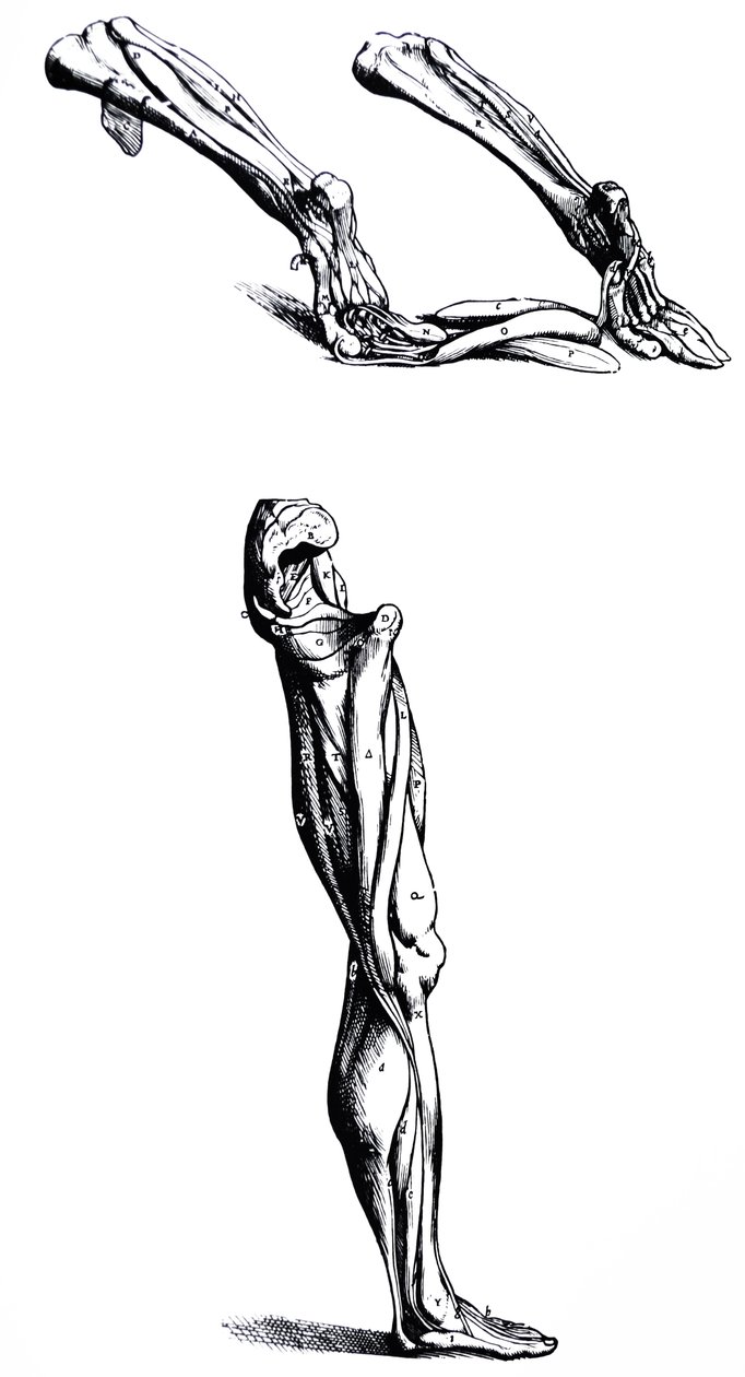 لوحات من الكتاب الثاني من De Humani Corporis Fabrica بواسطة أندرو فيزاليوس