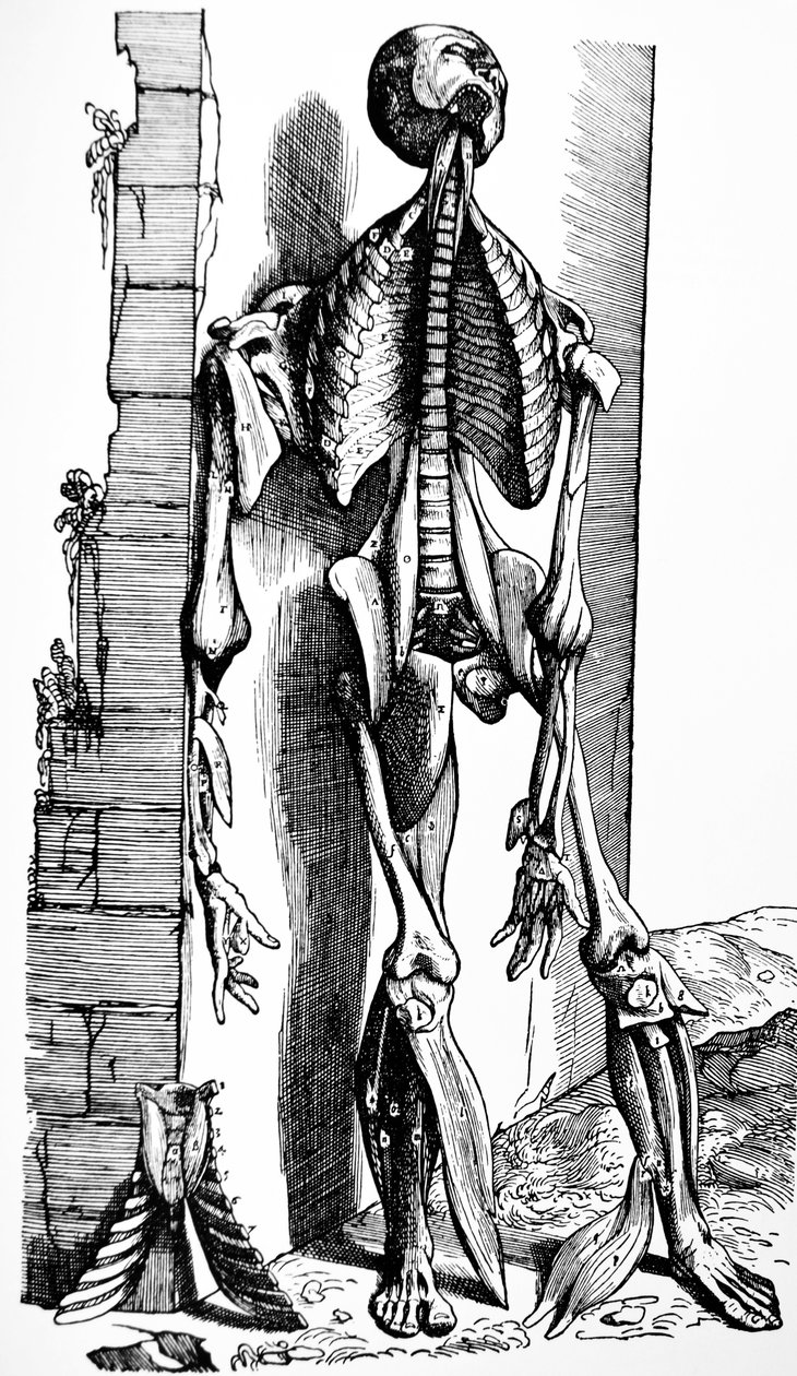 لوحات من الكتاب الثاني من De Humani Corporis Fabrica بواسطة أندرو فيزاليوس