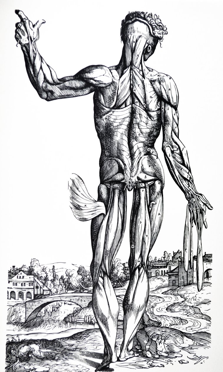 لوحات من الكتاب الثاني من De Humani Corporis Fabrica بواسطة أندرو فيزاليوس