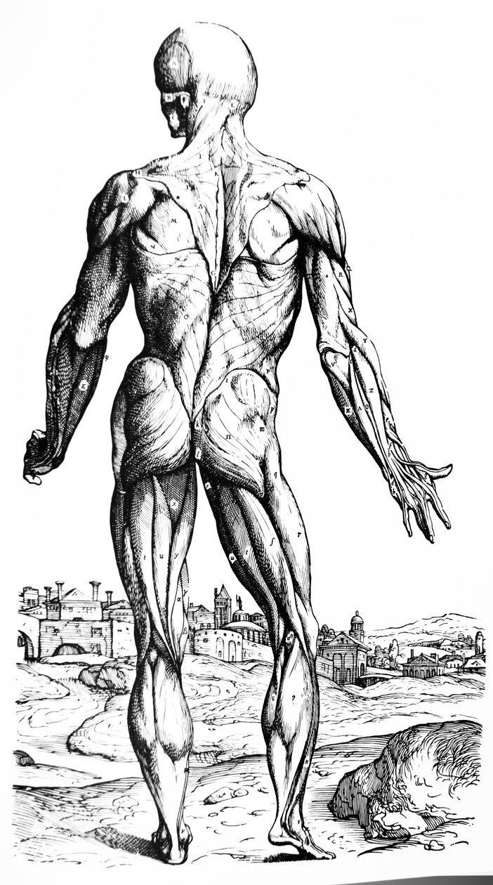 لوحات من الكتاب الثاني من De Humani Corporis Fabrica بواسطة أندرو فيزاليوس