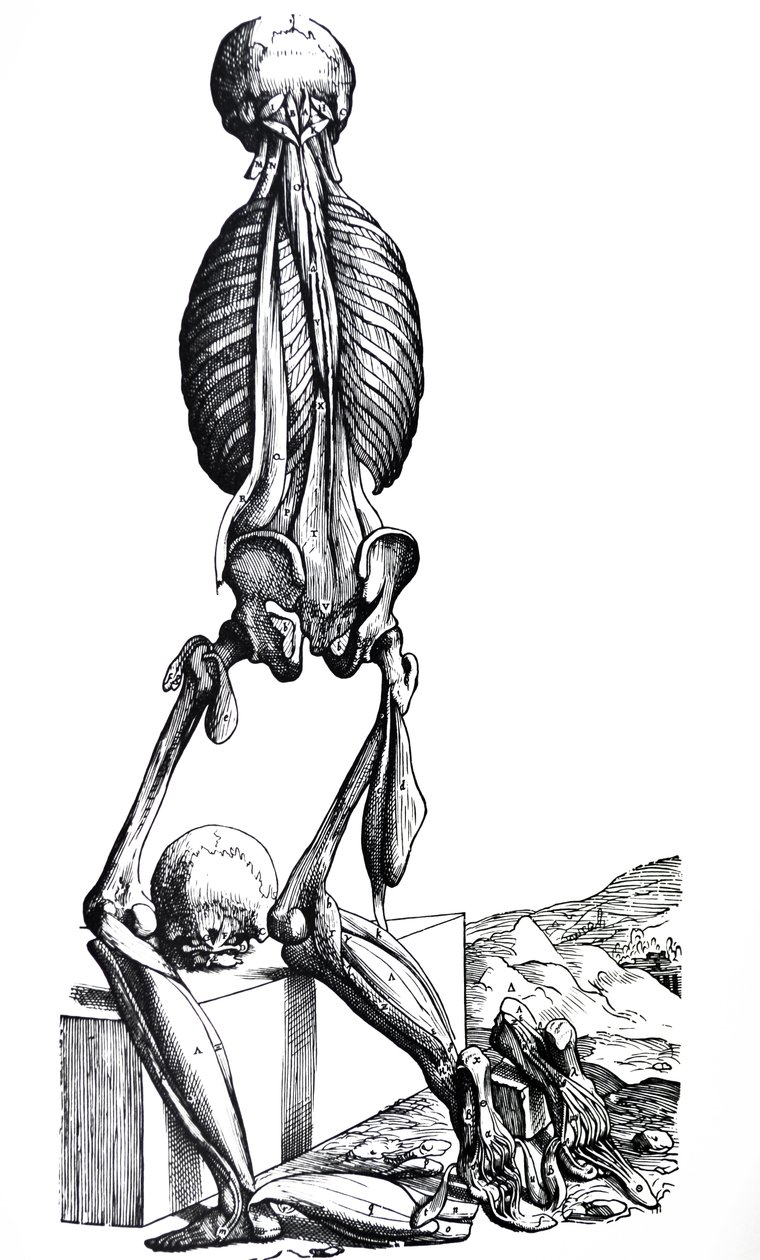 لوحات من الكتاب الثاني من De Humani Corporis Fabrica بواسطة أندرو فيزاليوس