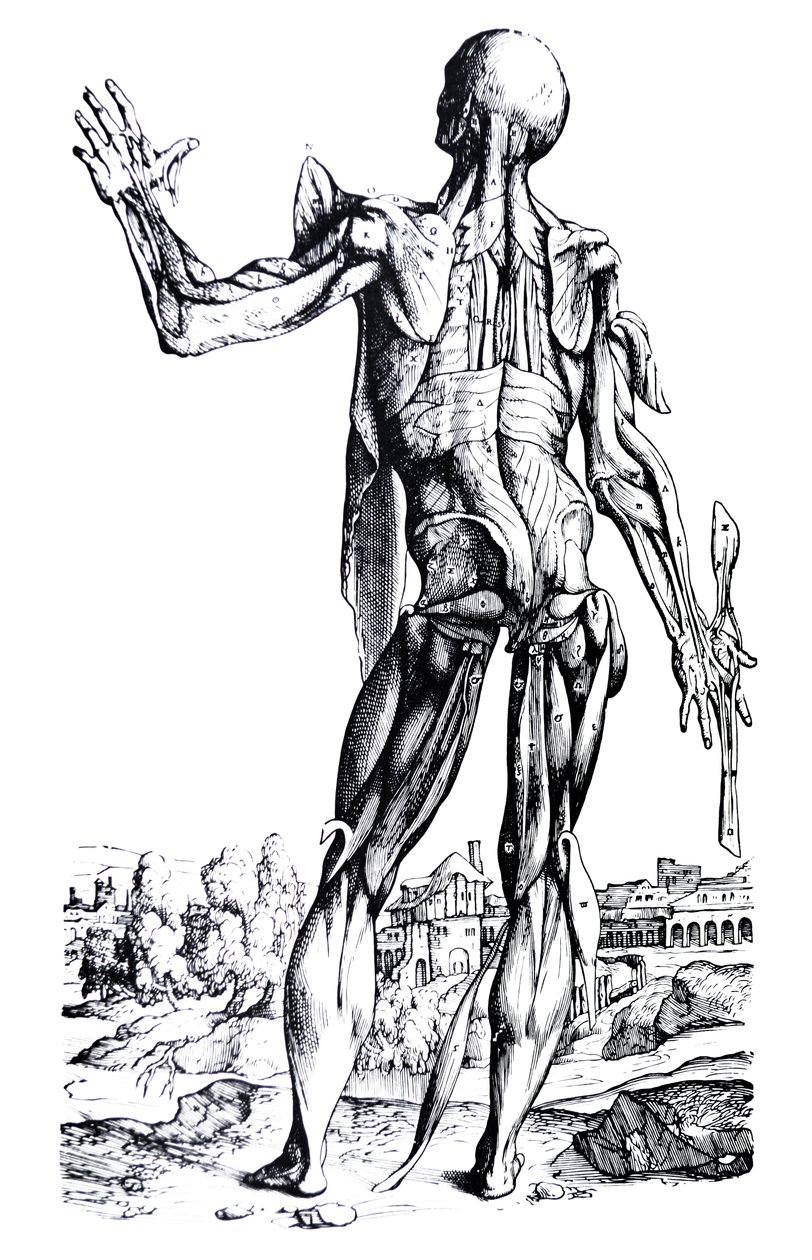 لوحات من الكتاب الثاني من De Humani Corporis Fabrica بواسطة أندرو فيزاليوس
