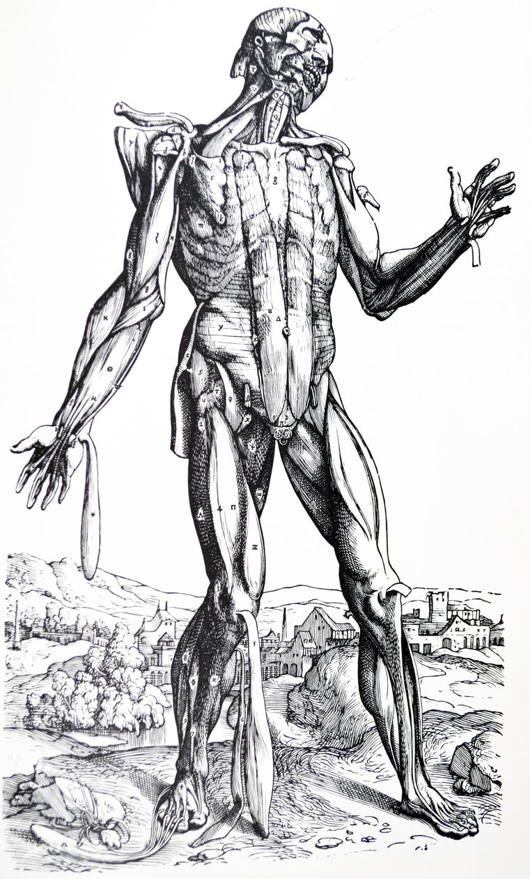 لوحات من الكتاب الثاني من De Humani Corporis Fabrica بواسطة أندرو فيزاليوس