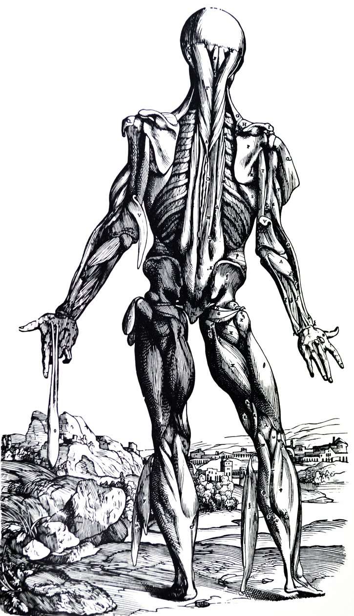 لوحات من الكتاب الثاني من De Humani Corporis Fabrica بواسطة أندرو فيزاليوس