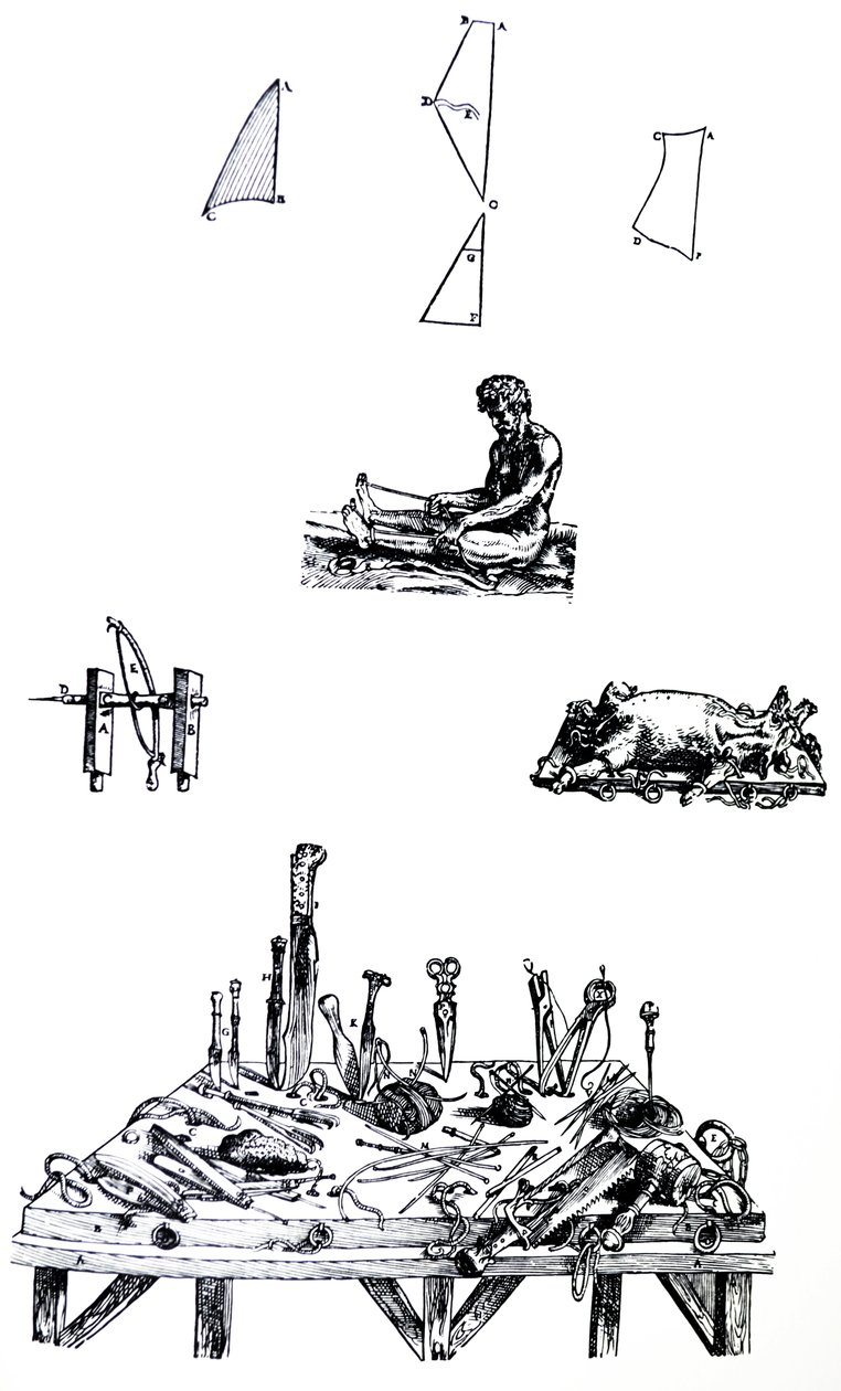 لوحات من الكتاب الثاني من De Humani Corporis Fabrica بواسطة أندرو فيزاليوس