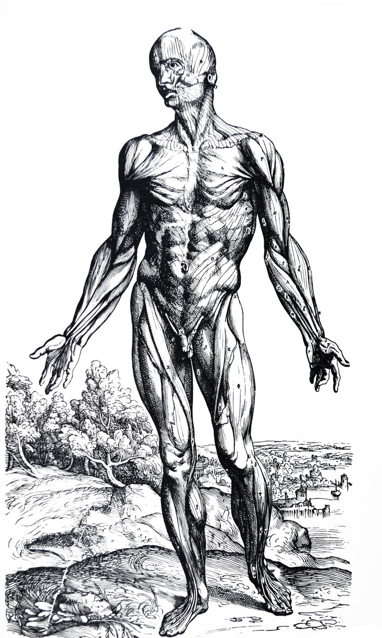 لوحات من الكتاب الثاني من De Humani Corporis Fabrica بواسطة أندرو فيزاليوس