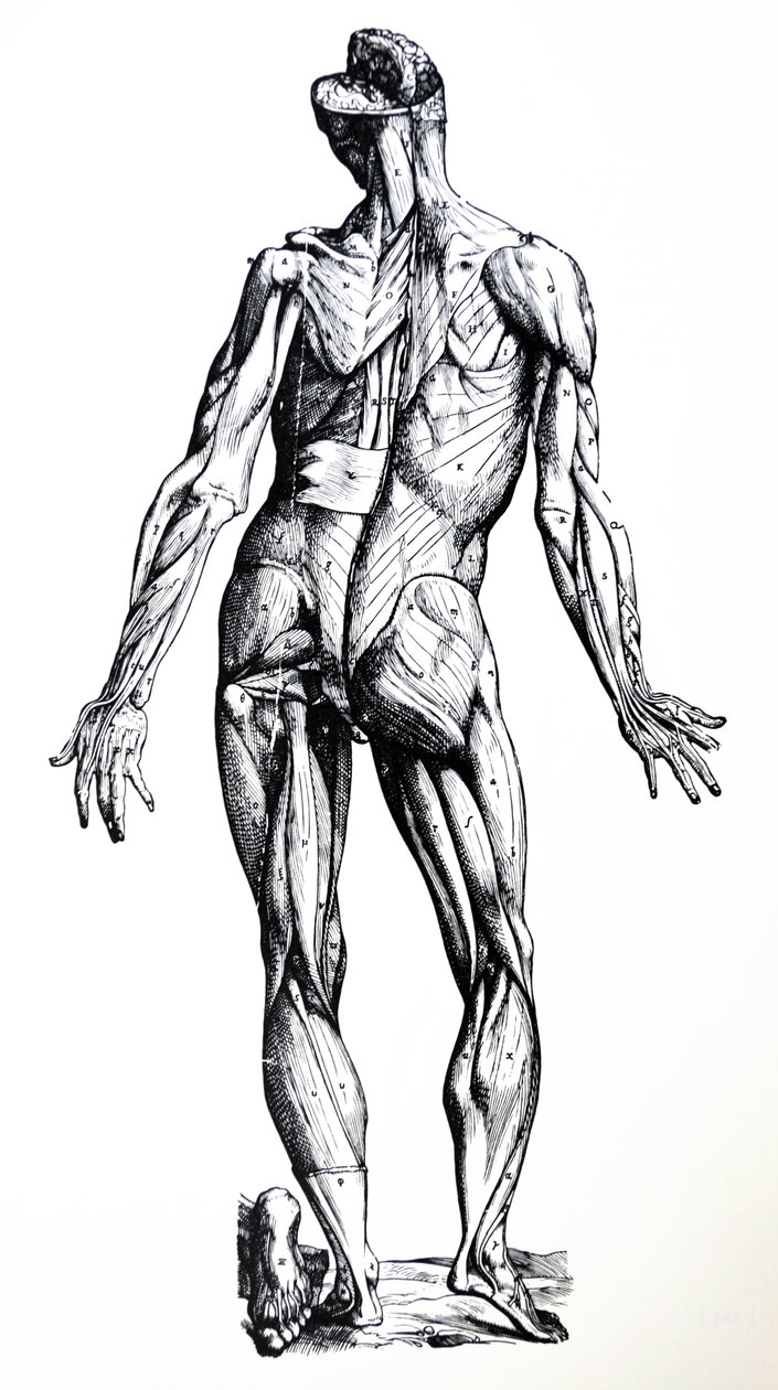 لوحات من الكتاب السابع من De Humani Corporis Fabrica بواسطة أندرو فيزاليوس