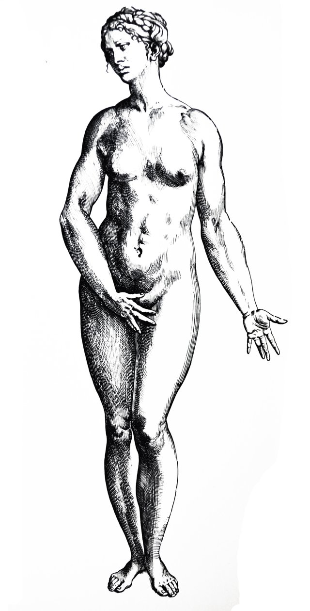 لوحات من الكتاب السابع من De Humani Corporis Fabrica بواسطة أندرو فيزاليوس