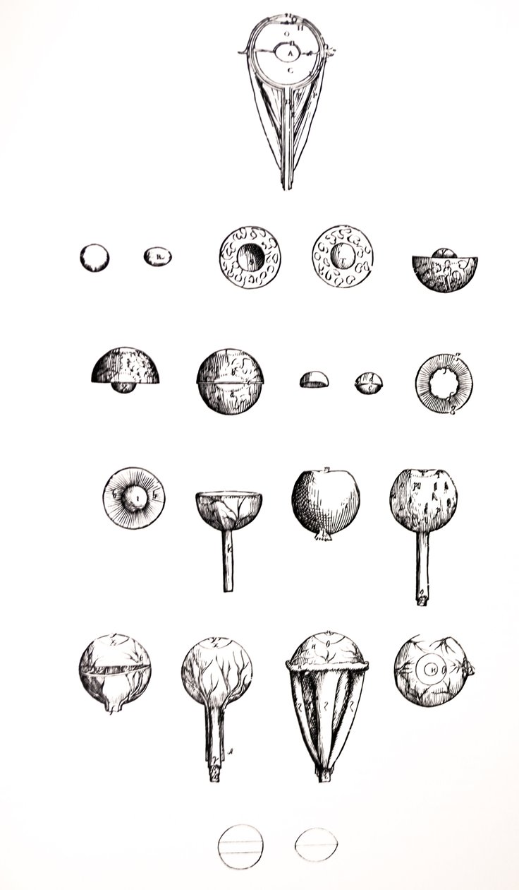 لوحات من الكتاب السابع من De Humani Corporis Fabrica بواسطة أندرو فيزاليوس