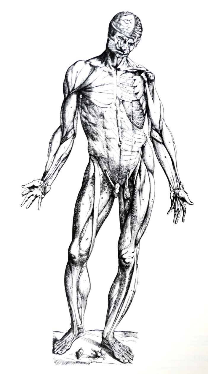 لوحات من الكتاب السابع من De Humani Corporis Fabrica بواسطة أندرو فيزاليوس
