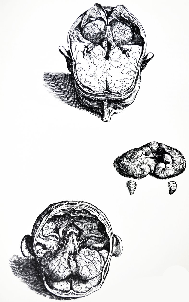 لوحات من الكتاب السابع من De Humani Corporis Fabrica بواسطة أندرو فيزاليوس