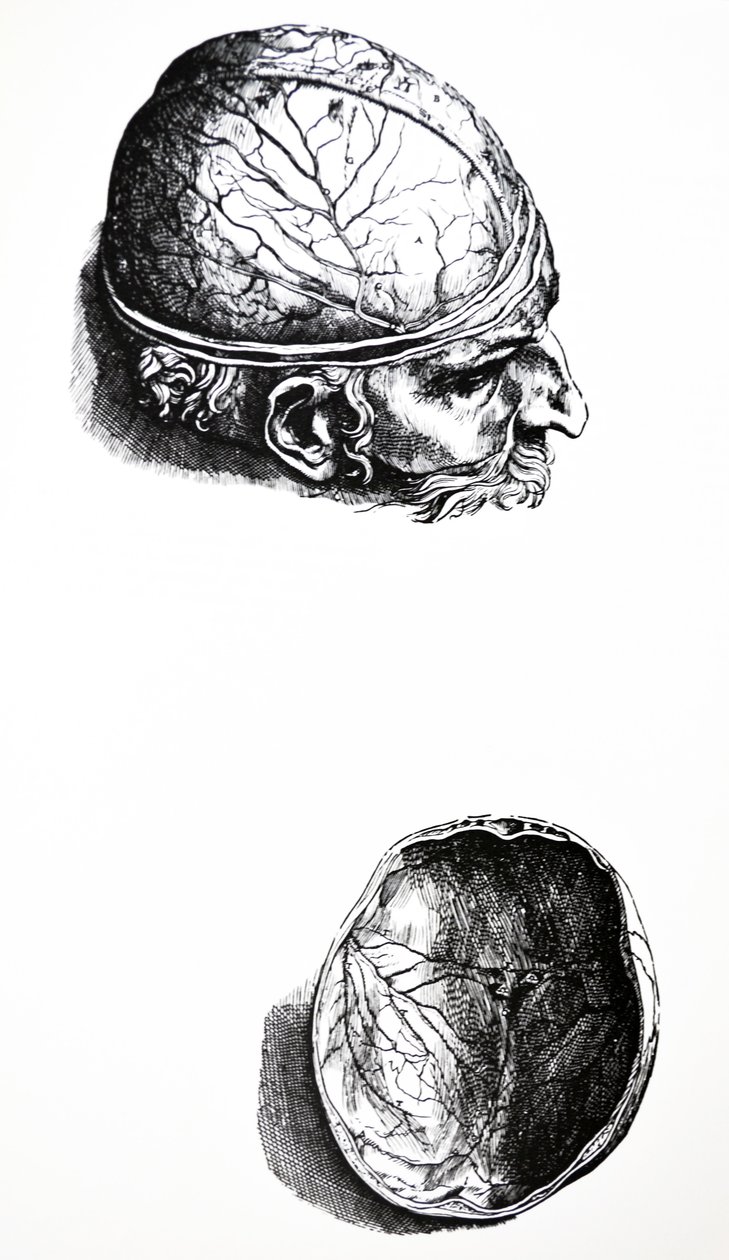 لوحات من الكتاب السابع من De Humani Corporis Fabrica بواسطة أندرو فيزاليوس