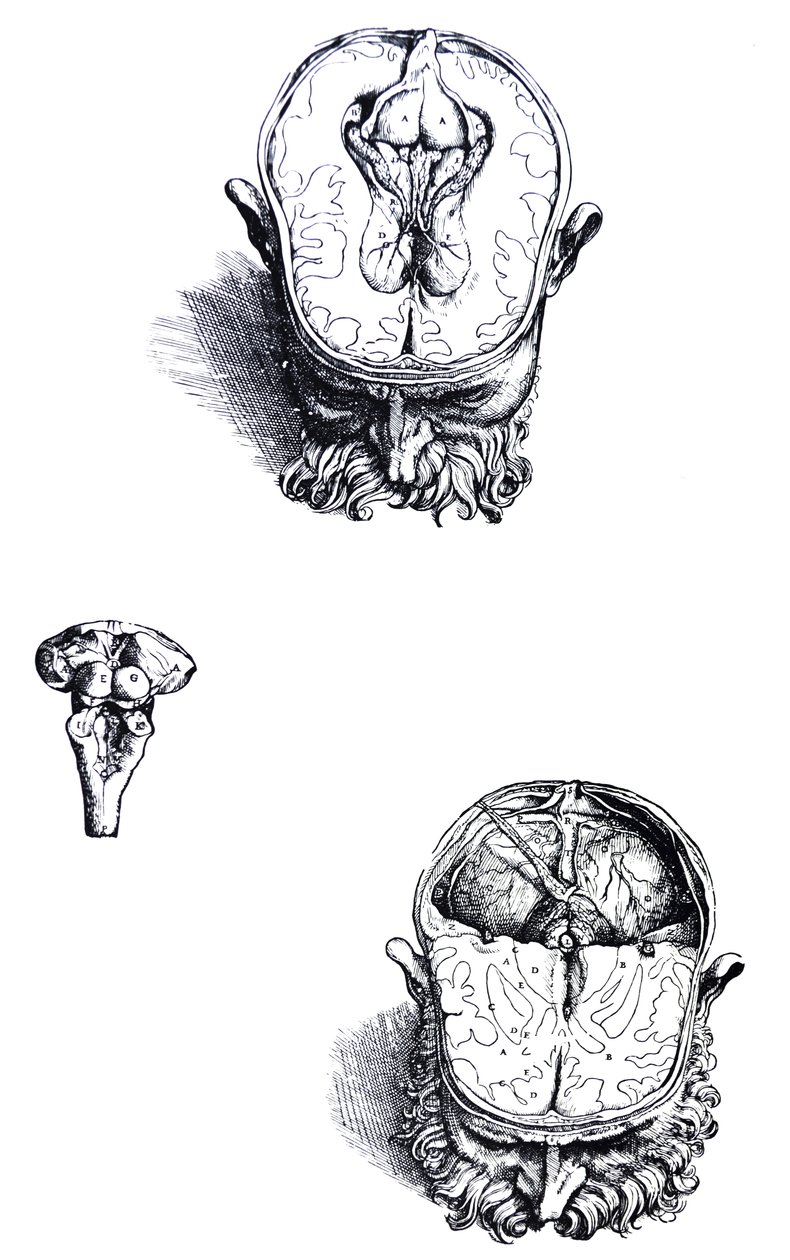 لوحات من الكتاب السابع من De Humani Corporis Fabrica بواسطة أندرو فيزاليوس