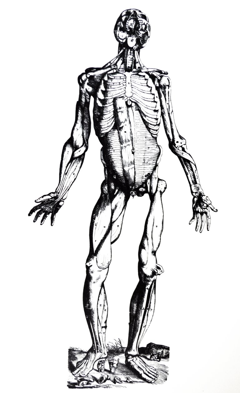 لوحات من الكتاب السابع من De Humani Corporis Fabrica بواسطة أندرو فيزاليوس