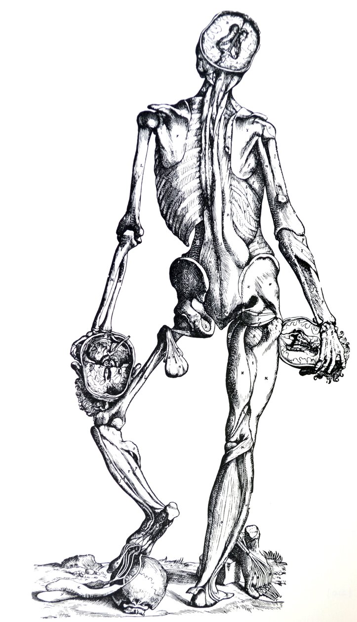 لوحات من الكتاب السابع من De Humani Corporis Fabrica بواسطة أندرو فيزاليوس
