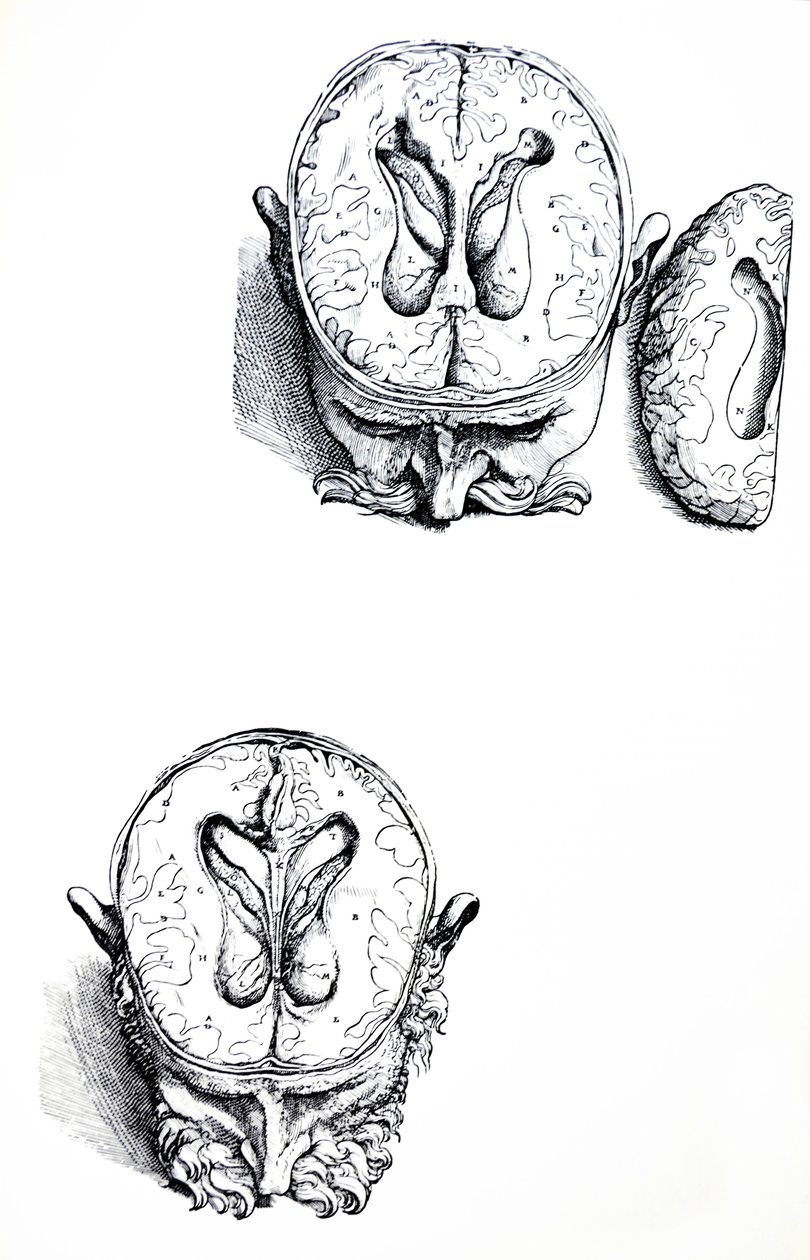لوحات من الكتاب السابع من De Humani Corporis Fabrica بواسطة أندرو فيزاليوس
