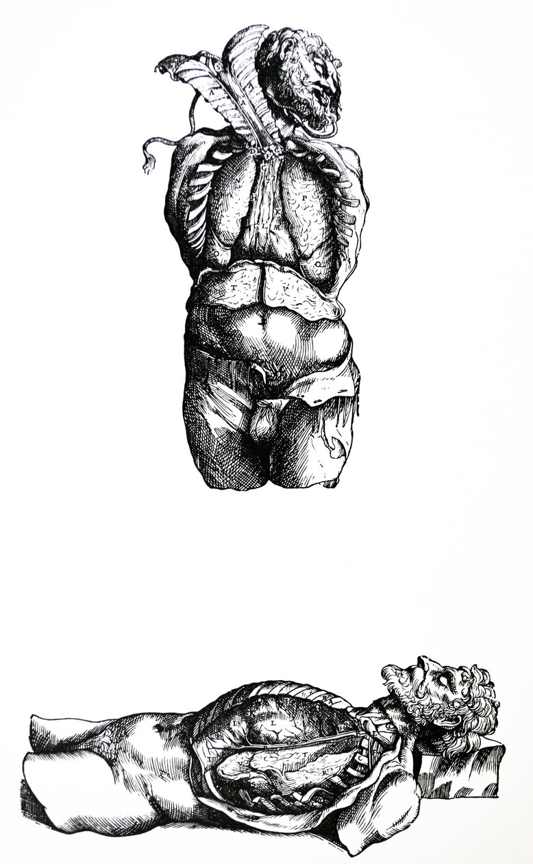 لوحات من الكتاب السادس لـ De Humani Corporis Fabrica بواسطة أندرو فيزاليوس