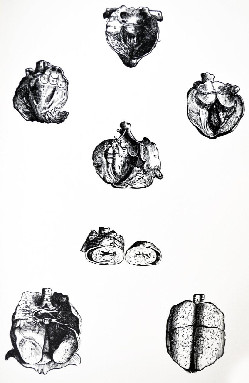 لوحات من الكتاب السادس لـ De Humani Corporis Fabrica بواسطة أندرو فيزاليوس
