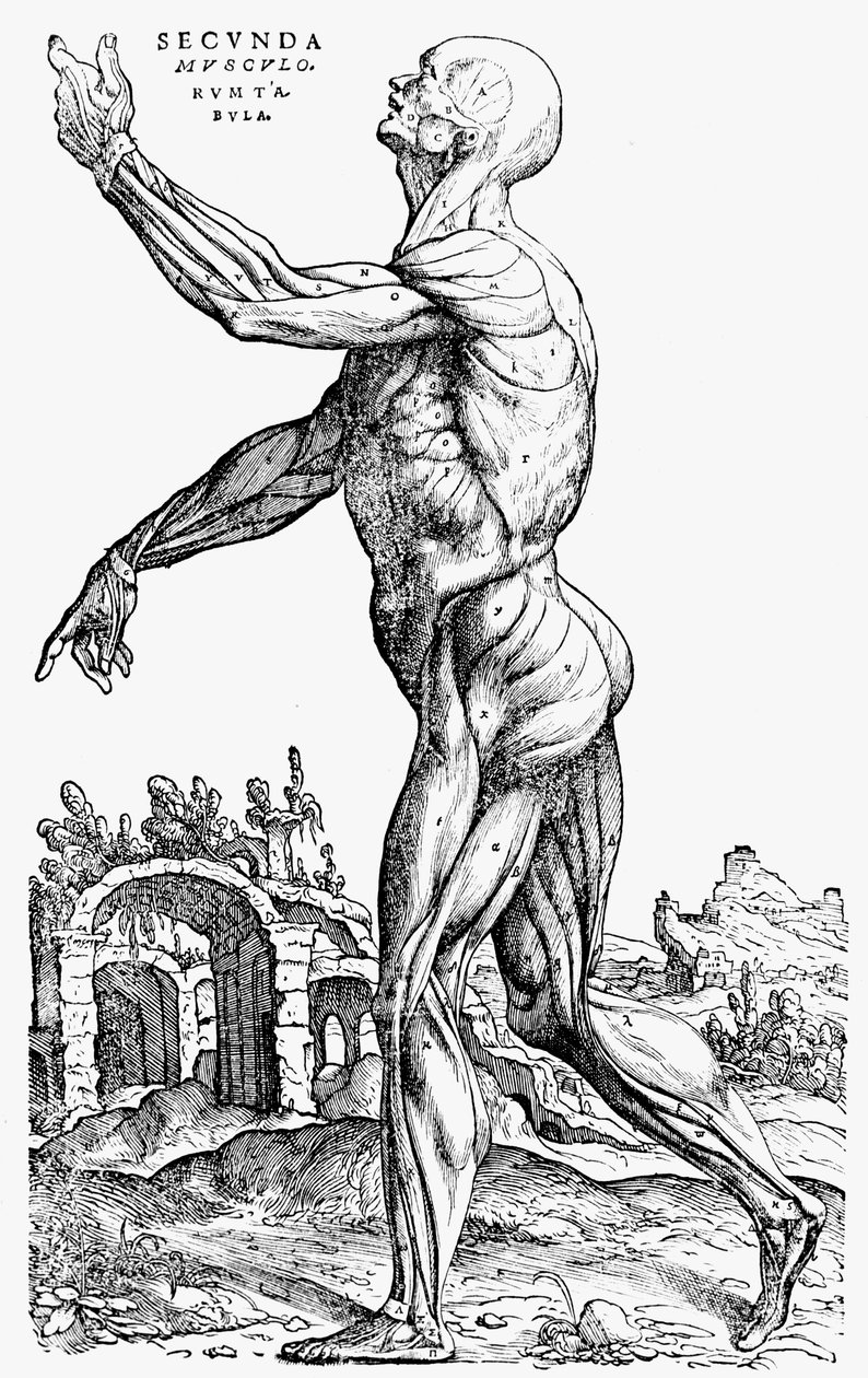 اللوحة الثانية للعضلات ، من الكتاب الثاني من De humani corporis fabrica ، 1543 بواسطة أندرو فيزاليوس
