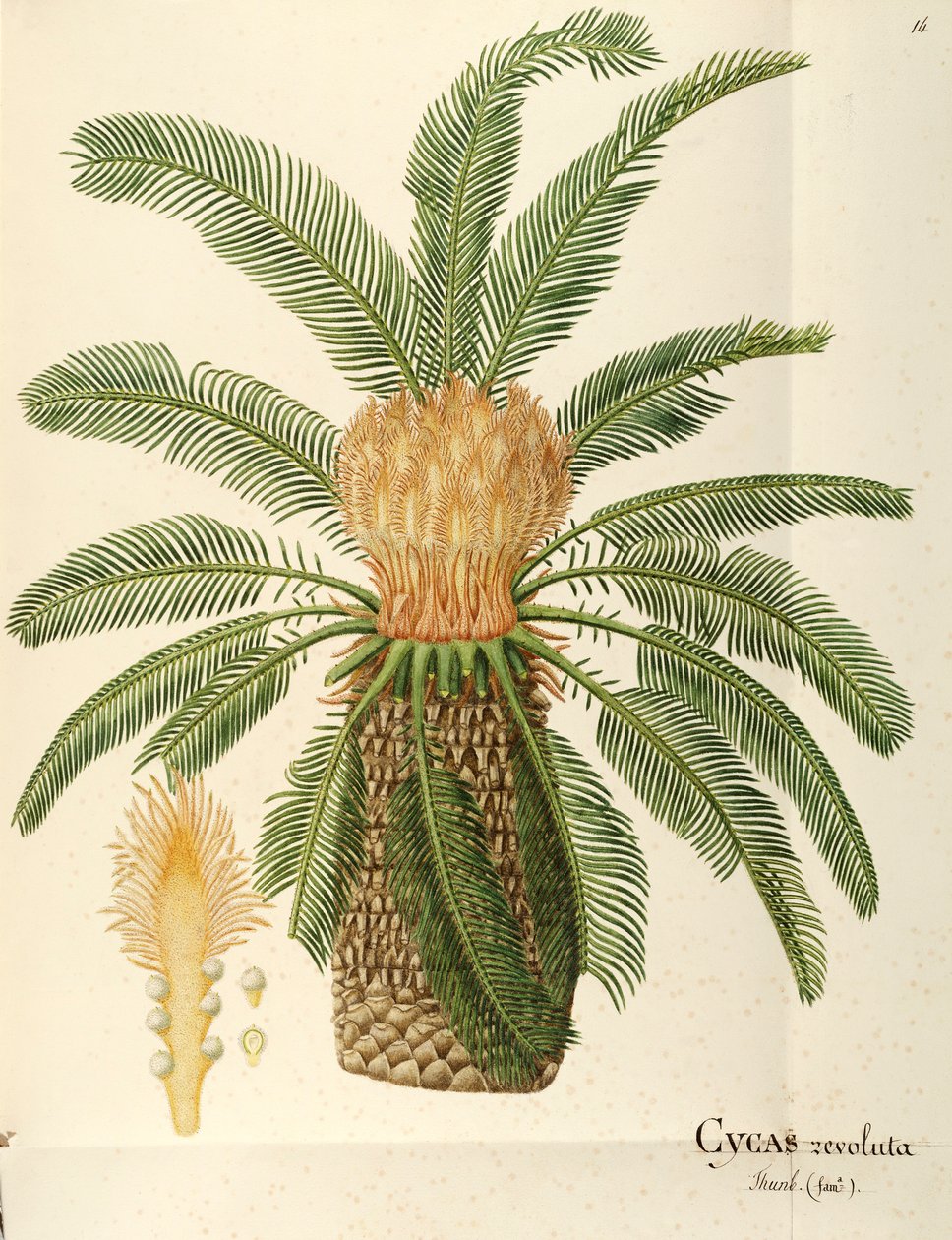 نخيل الساغو (Cycas revoluta Thunb) ، Cycadaceae بواسطة أنجيلا روسي بوتوني ، ألوان مائية بواسطة أنجيلا روسي بوتيوني