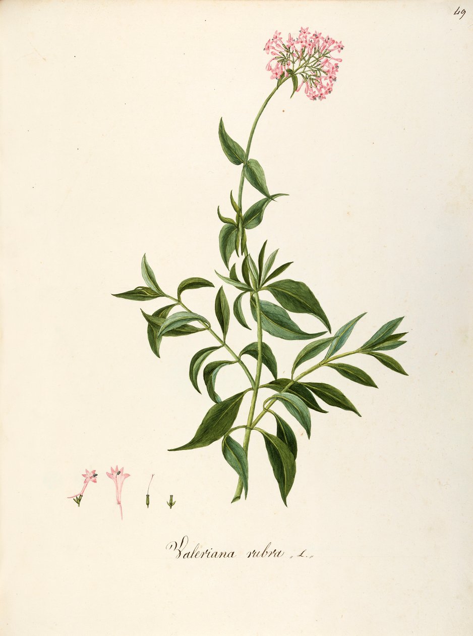Valerianaceae ، حشيشة الهر الأحمر (Centranthus ruber) ، نبات عشبي معمر لأسرة الزهور أو الحدائق الصخرية ، تلقائيًا في إيطاليا ، بقلم أنجيلا روسي بوتوني وزملائه ، ألوان مائية بواسطة أنجيلا روسي بوتيوني
