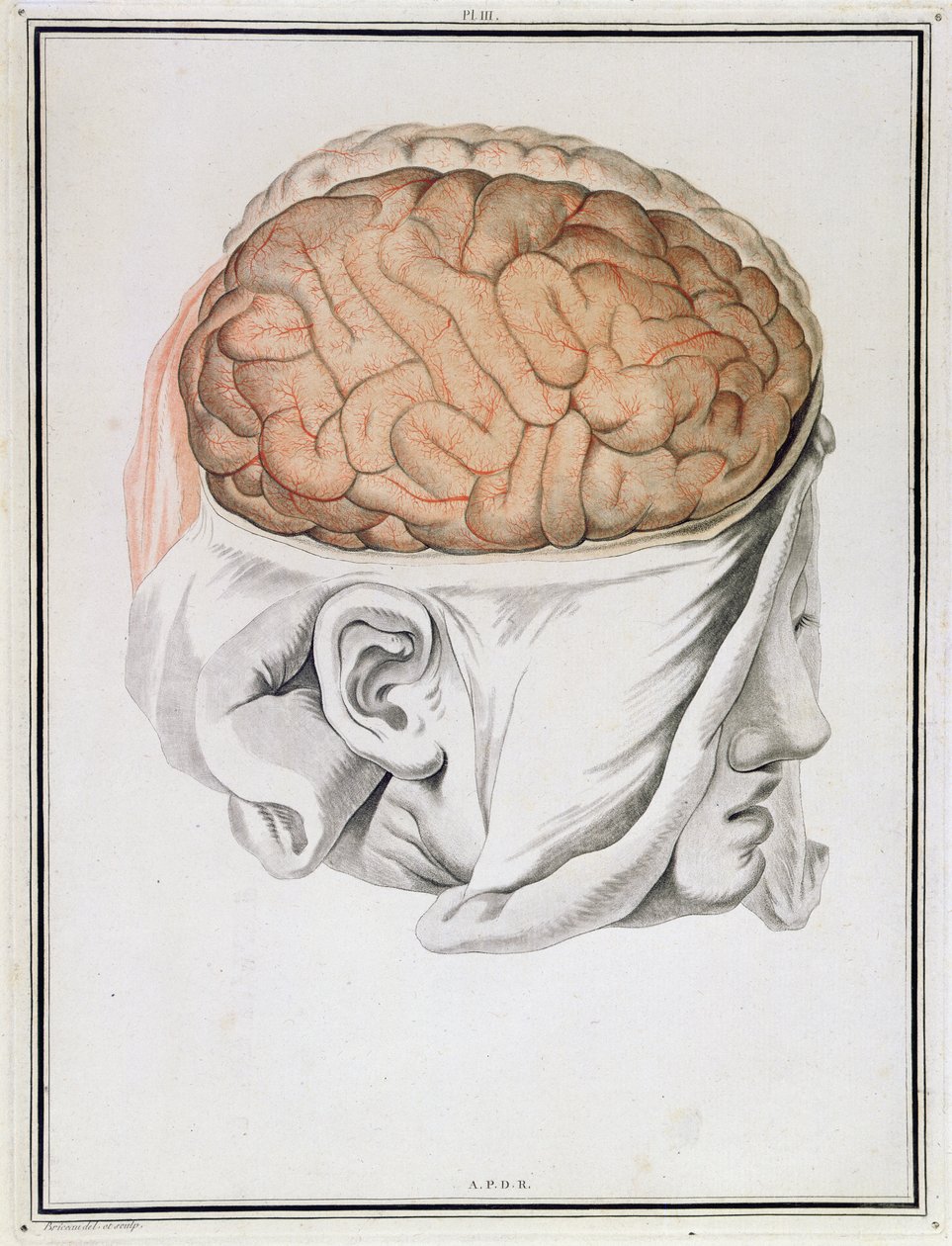 الدماغ ، من "Traite d&39;Anatomie de Cerveau" بقلم فيليكس فيك دازير (1748-1794) 1786 بواسطة أنجيليك آليس