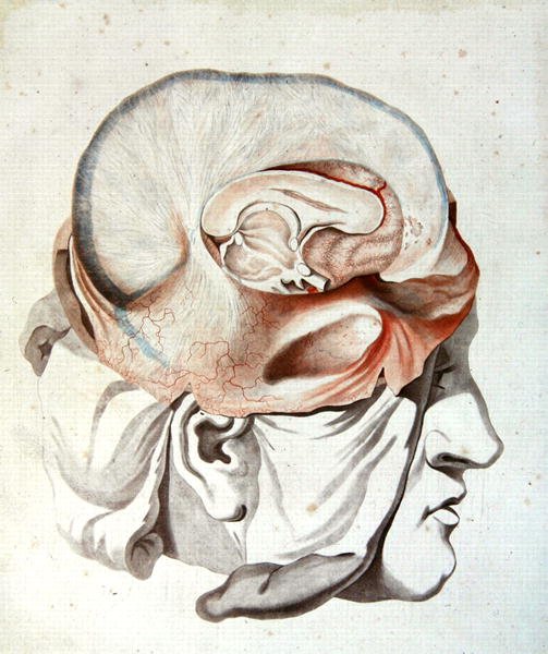 الجمجمة ، من "Traite d'Anatomie de Cerveau" بقلم فيليكس فيك دازير (1748-1794) 1786 (نقش ملون) بواسطة أنجيليك (fl. 1796 d 1827) Allais