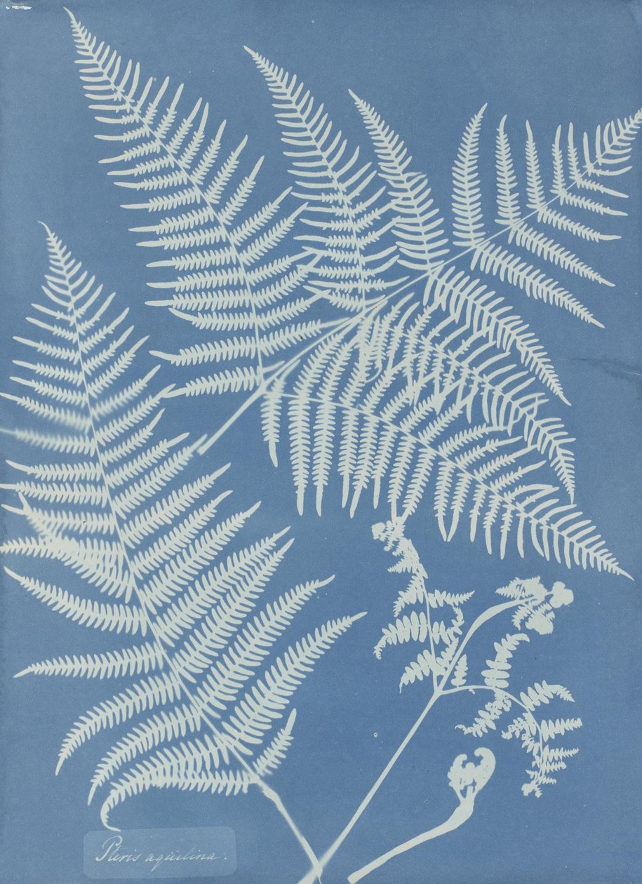 Pteris aquilina بواسطة آنا أتكينز
