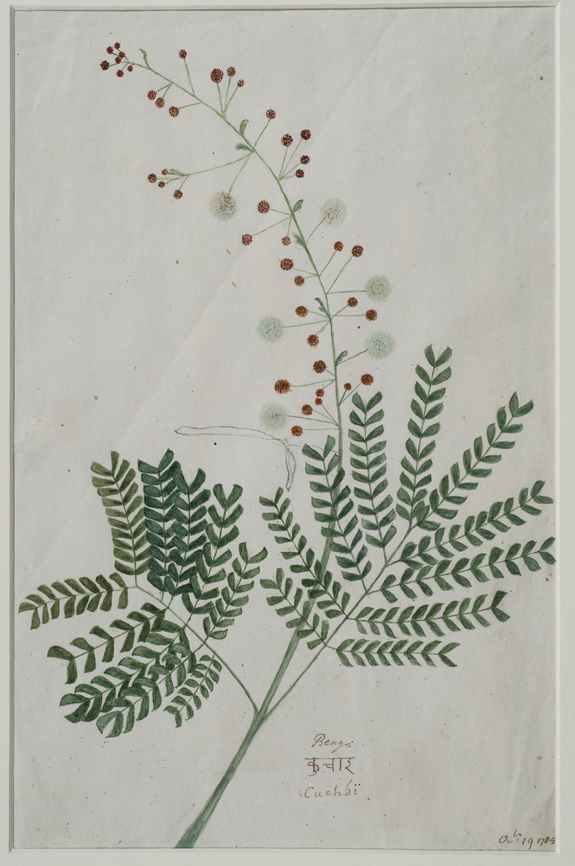 أكاسيا لوكوفلويا ، 1785 (مرحاض على ورق) بواسطة آنا ماريا جونز