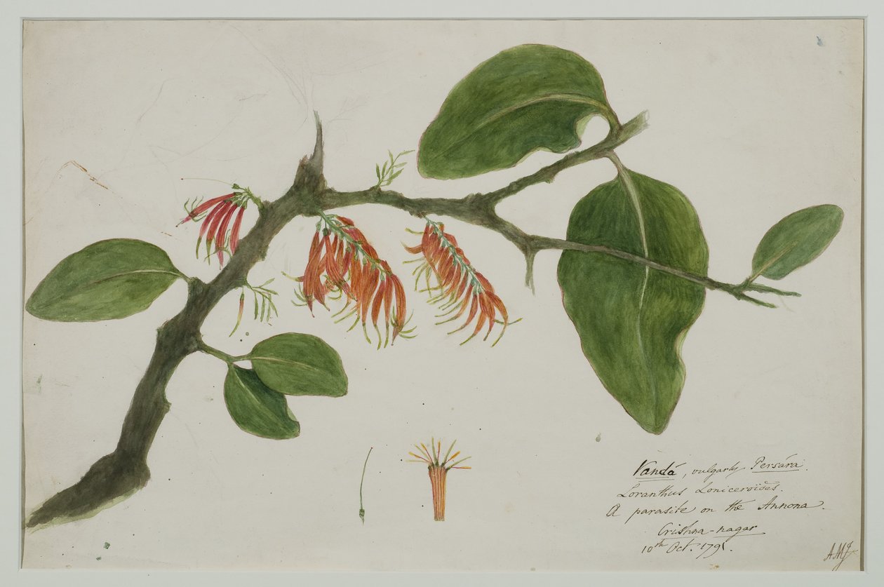 Dendrophthoe falcata (الهدال البرتقالي) ، 1785 (مرحاض على ورق) بواسطة آنا ماريا جونز