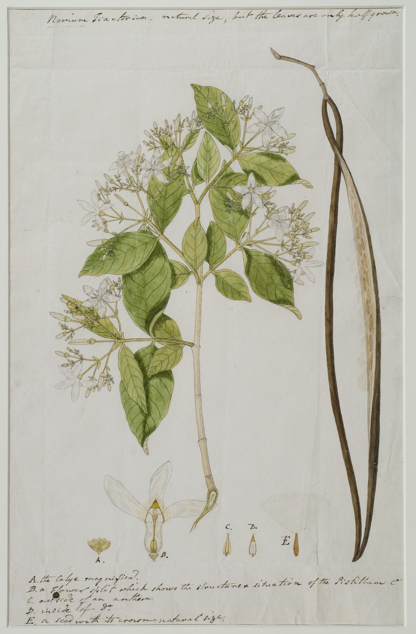 Wrightia tinctoria (Roxb.) R ، 1785 (مرحاض على ورق) بواسطة آنا ماريا جونز