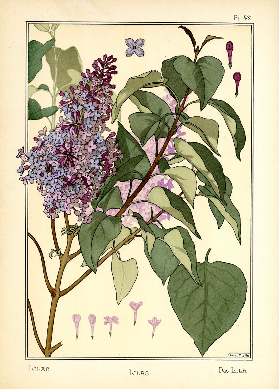 Lilas بواسطة آنا مارتن