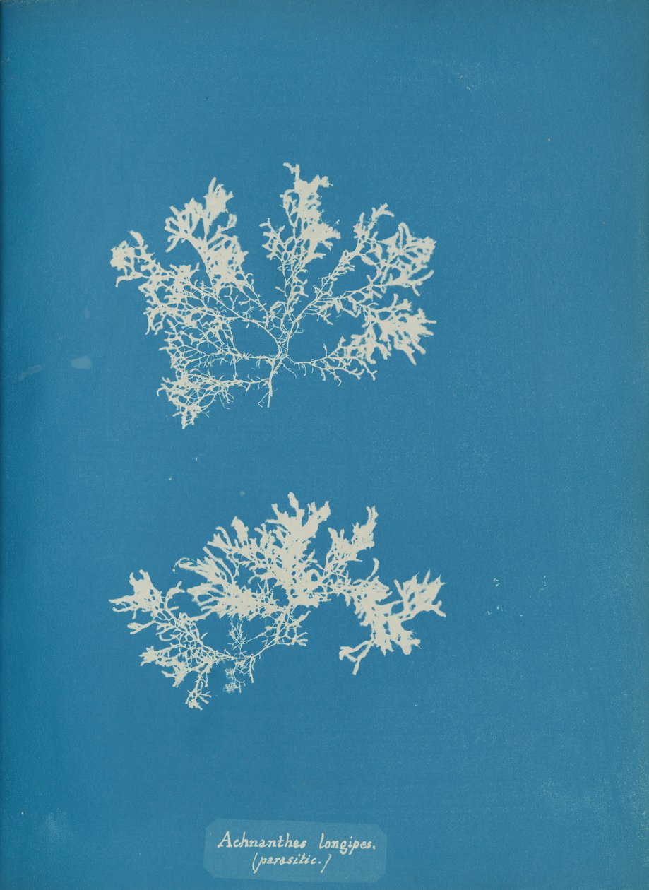 Achnanthes longipes. طفيلي ، كاليفورنيا. 1853. بواسطة آنا أتكينز